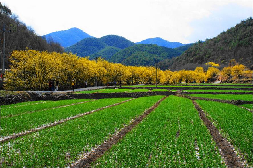 Golden Bell Blossoms on Jeju Olle Trail.jpg