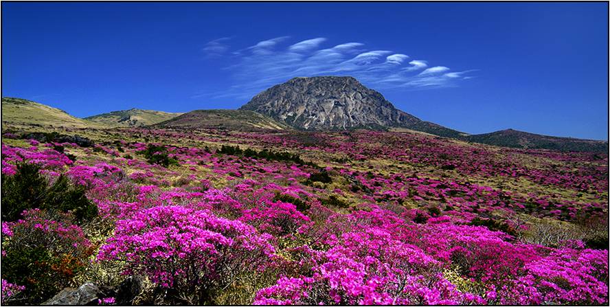 Azalea Flowers on Mount Halla.jpg