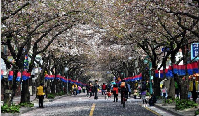 Cherry Blossom Festival, Jeju.jpg