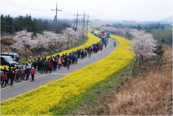 Rape Flower & Cherry Blossom, Jeju Island.jpg