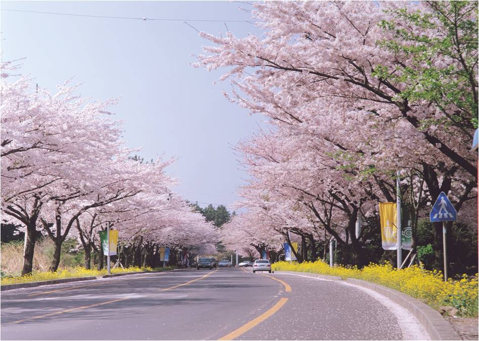 Cherry Blossoms in Jeju City.jpg
