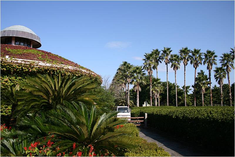 Subtropical Plants on Jeju Island.jpg