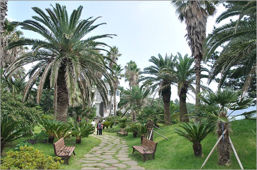 Subtropical Plants on Jeju Island 2.jpg