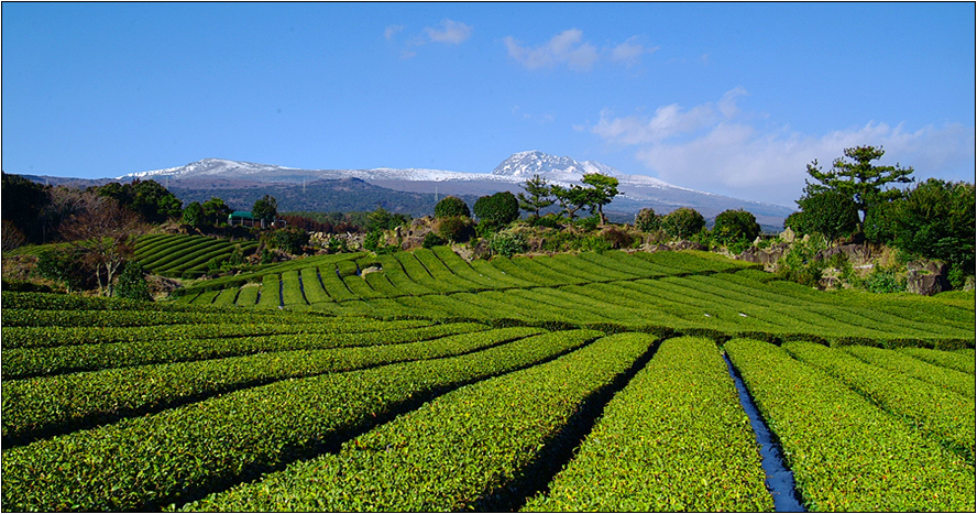 Seollock Tea Plantation on Jeju Island.png