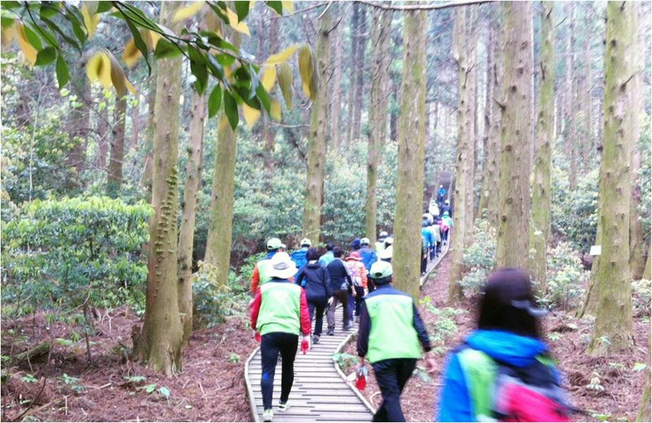 Walking Trail in Forest.jpg