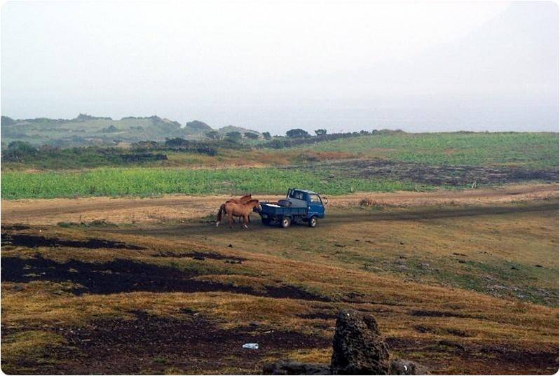 Farming on Jeju Island.jpg