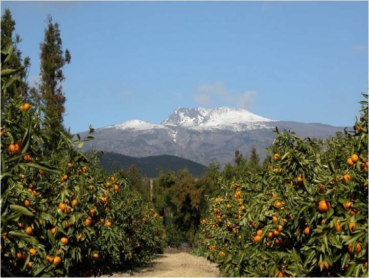 Jeju Orange Orchard.jpg