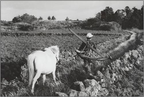 Farmer with Plow and Horse.jpg