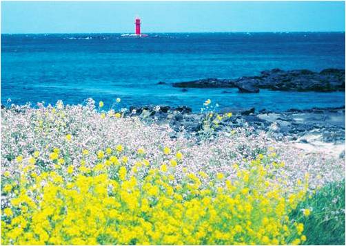 Rape Flower on Seashore.jpg