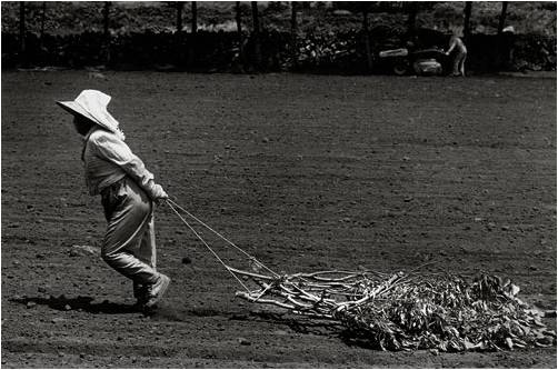 Jeju Woman at Work on the Farm.jpg