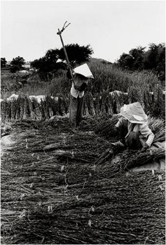 Green Perilla Harvest, Jeju Island.jpg